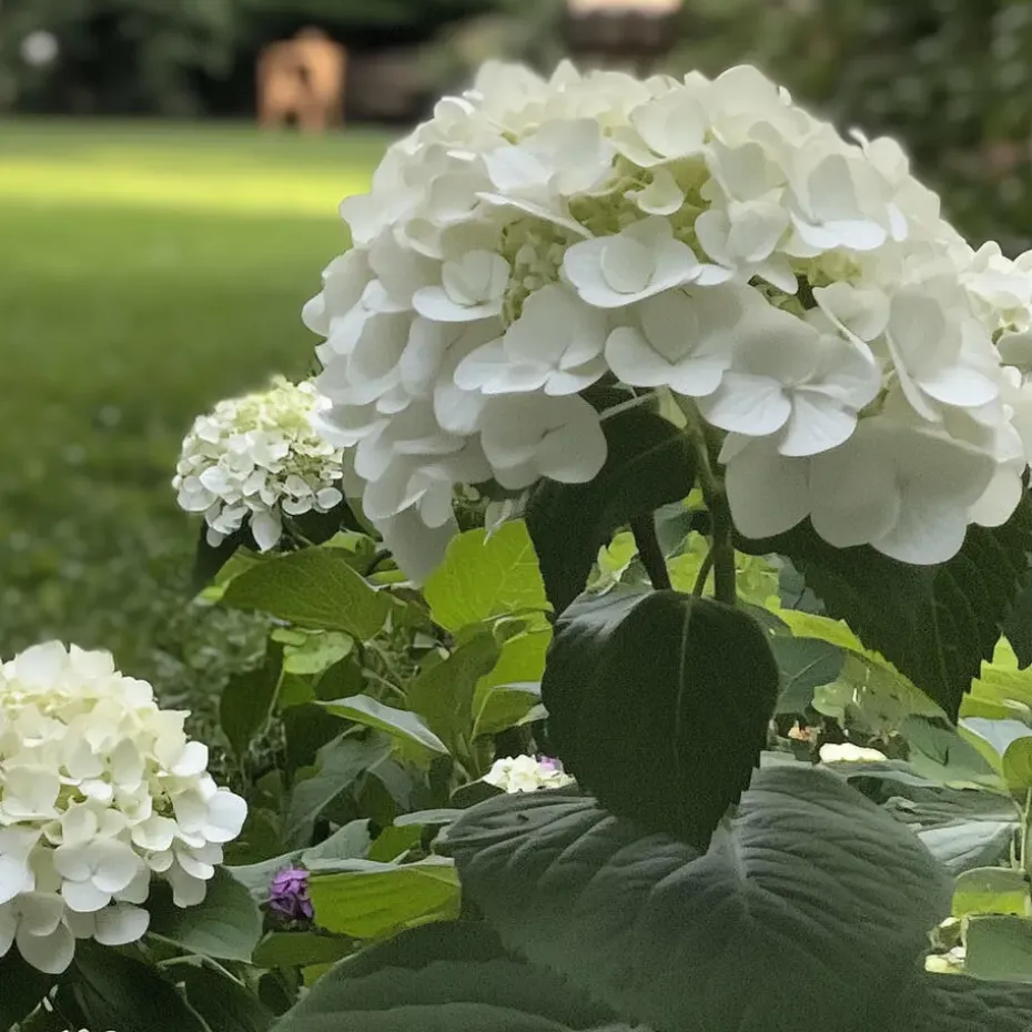 Hortensia - Hydrangea 'Strong Annabelle' - Hoogte 30-40cm - ⌀19cm