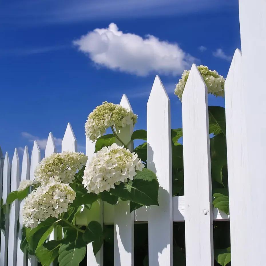 Hortensia - Hydrangea 'Strong Annabelle' - Hoogte 30-40cm - ⌀19cm