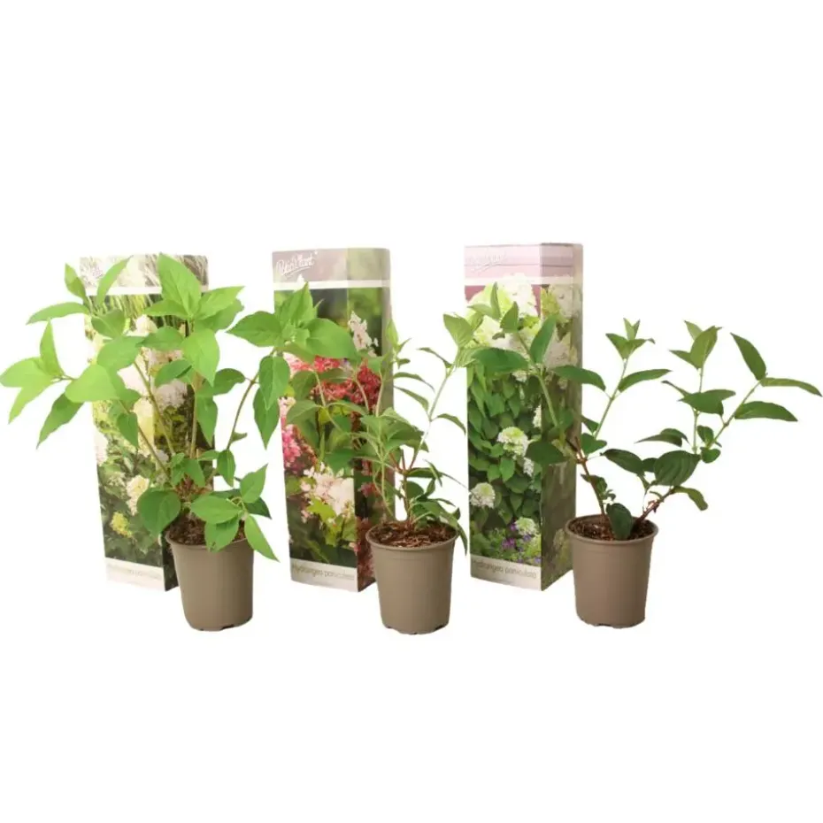 Hortensia - Set van 3 - Hortensia paniculata - Hoogte 25-35cm - ⌀9cm