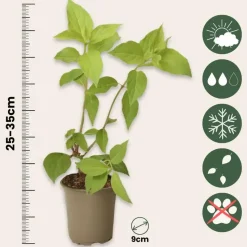 Hortensia - Set van 3 - Hortensia paniculata - Hoogte 25-35cm - ⌀9cm