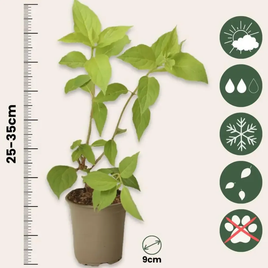 Hortensia - Set van 3 - Hortensia paniculata - Hoogte 25-35cm - ⌀9cm