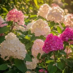 Hortensia - Set van 3 - Hortensia paniculata - Hoogte 25-35cm - ⌀9cm