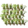 Hortensia - Set van 24 - Hortensia paniculata - Hoogte 25-35cm - ⌀9cm
