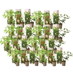 Hortensia - Set van 24 - Hortensia paniculata - Hoogte 25-35cm - ⌀9cm