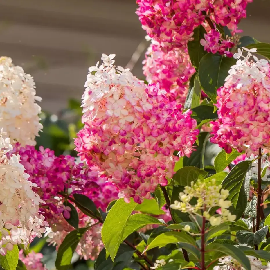 Hortensia - Set van 24 - Hortensia paniculata - Hoogte 25-35cm - ⌀9cm