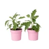 Hortensia - Set van 2 - Hydrangea 'Ice Crystal' - Hoogte 25-40cm - ⌀19cm