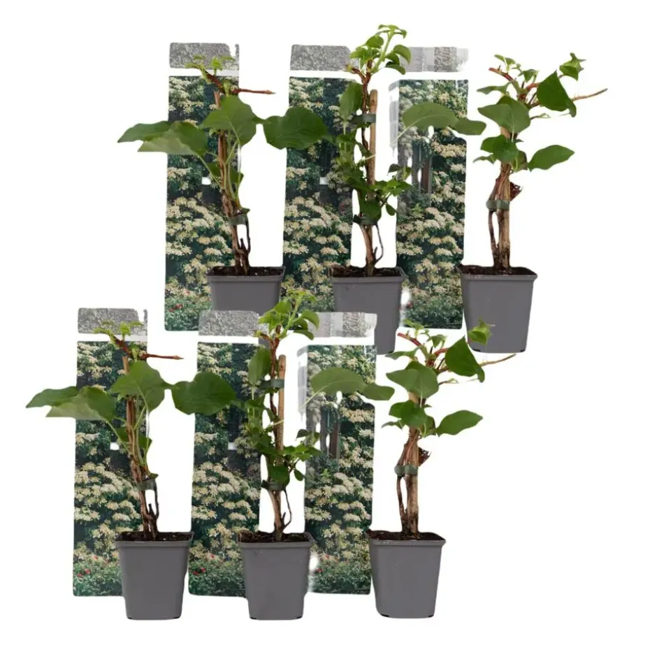 Hortensia - Set van 6 - Hydrangea anomale petiolaris - Hoogte 25-40cm - ⌀9cm