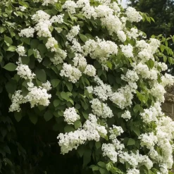 Hortensia - Set van 6 - Hydrangea anomale petiolaris - Hoogte 25-40cm - ⌀9cm