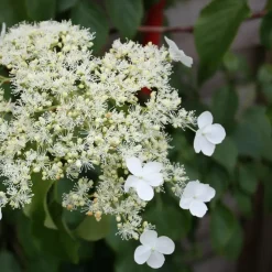 Hortensia - Set van 6 - Hydrangea anomale petiolaris - Hoogte 25-40cm - ⌀9cm