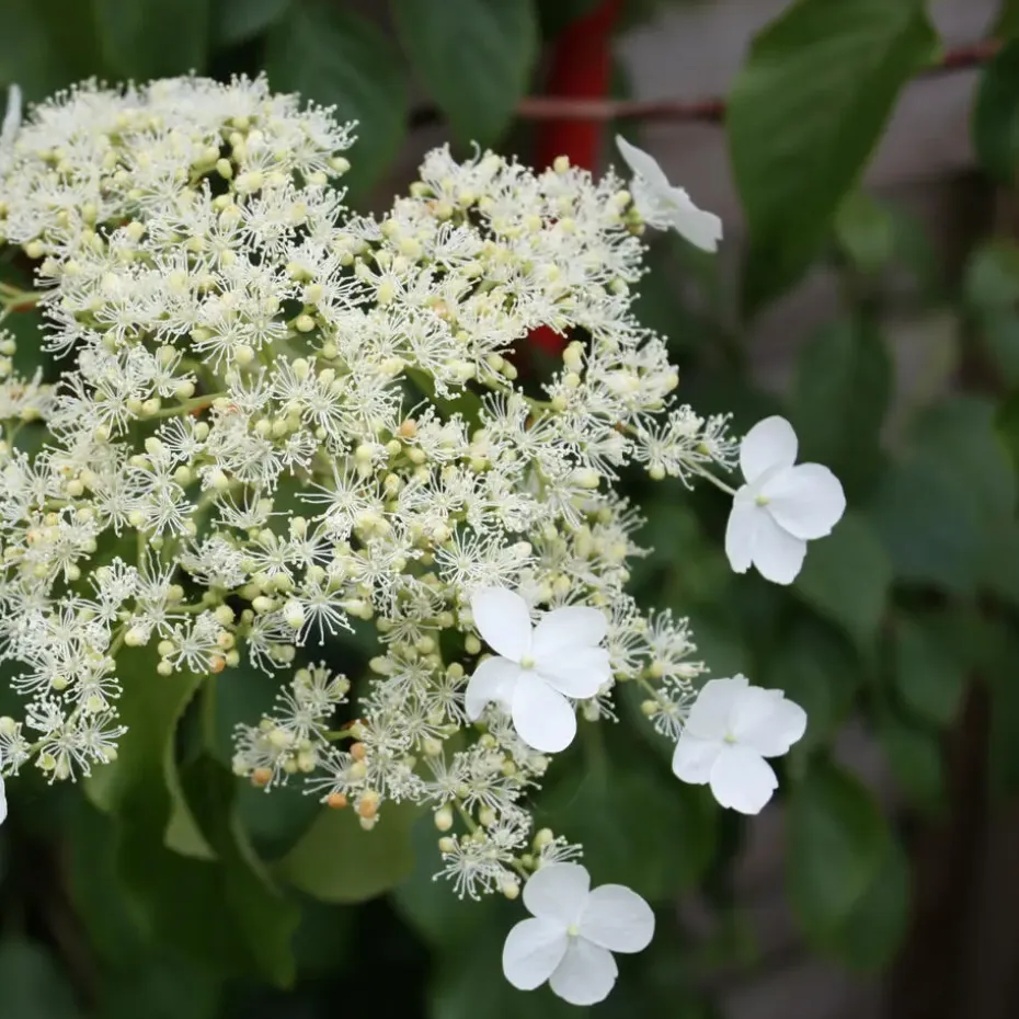 Hortensia - Set van 6 - Hydrangea anomale petiolaris - Hoogte 25-40cm - ⌀9cm