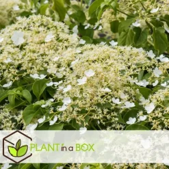 Hortensia - Set van 6 - Hydrangea anomale petiolaris - Hoogte 25-40cm - ⌀9cm