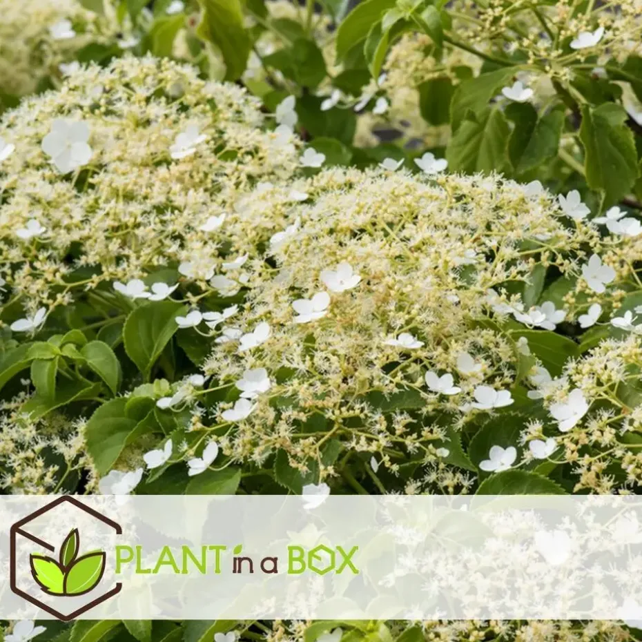 Hortensia - Set van 6 - Hydrangea anomale petiolaris - Hoogte 25-40cm - ⌀9cm