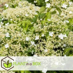 Hortensia - Set van 6 - Hydrangea anomale petiolaris - Hoogte 25-40cm - ⌀9cm