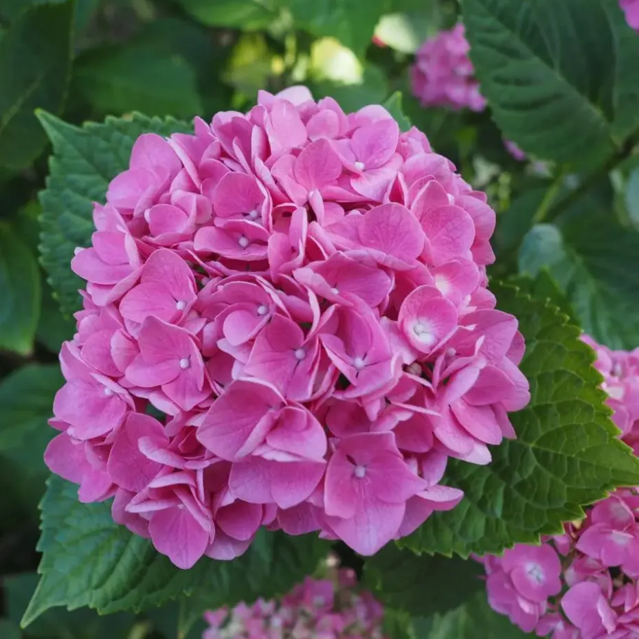 Hortensia - Set van 3 - Hydrangea macrophylla - Hoogte 25-40cm - ⌀9cm