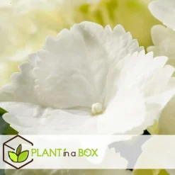 Hortensia - Set van 3 - Hydrangea macrophylla - Hoogte 25-40cm - ⌀9cm