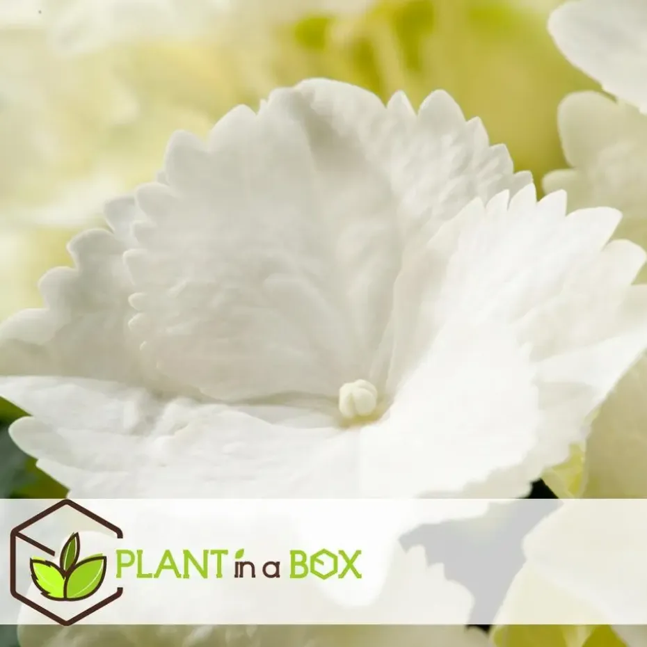 Hortensia - Set van 3 - Hydrangea macrophylla - Hoogte 25-40cm - ⌀9cm