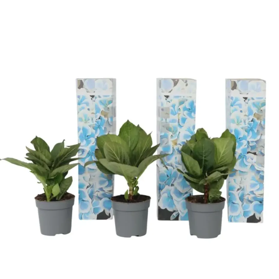 Hortensia - Set van 3 - Hydrangea macrophylla 'Bavaria' - Hoogte 25-40cm - ⌀9cm