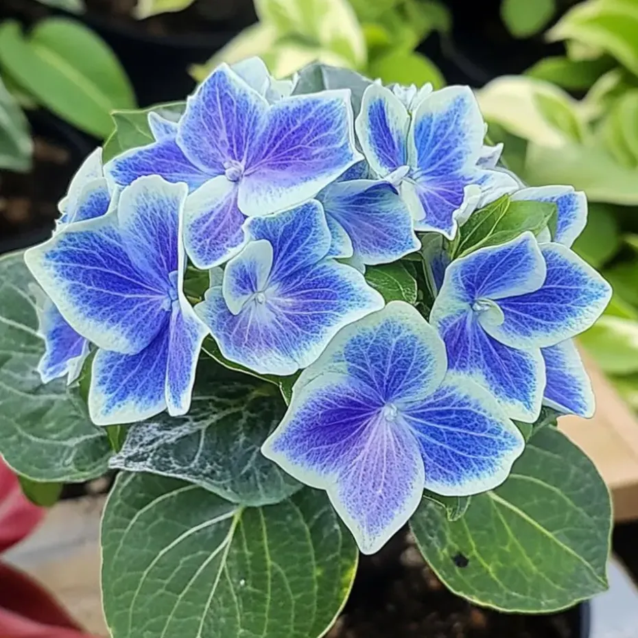 Hortensia - Set van 3 - Hydrangea macrophylla 'Bavaria' - Hoogte 25-40cm - ⌀9cm