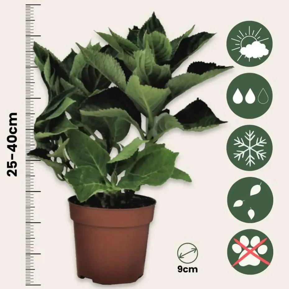 Hortensia - Set van 3 - Hydrangea macrophylla 'Bavaria' - Hoogte 25-40cm - ⌀9cm