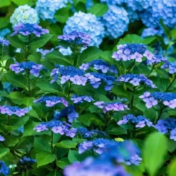 Hortensia - Set van 4 - Hydrangea serrata 'Summerglow' - Hoogte 25-40cm - ⌀19cm