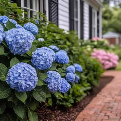 Hortensia - Set van 2 - Hydrangea serrata 'Summerglow' - Hoogte 25-40cm - ⌀19cm