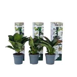 Hortensia - Set van 6 - Hydrangea 'Benxi' - Hoogte 25-40cm - ⌀9cm