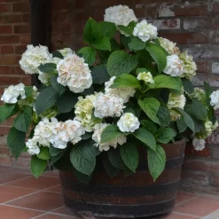 Hortensia - Set van 6 - Hydrangea 'Benxi' - Hoogte 25-40cm - ⌀9cm