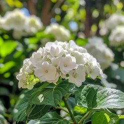Hortensia - Set van 6 - Hydrangea 'Benxi' - Hoogte 25-40cm - ⌀9cm