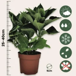 Hortensia - Set van 6 - Hydrangea 'Benxi' - Hoogte 25-40cm - ⌀9cm