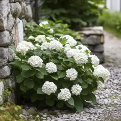 Hortensia - Set van 6 - Hydrangea 'Benxi' - Hoogte 25-40cm - ⌀9cm