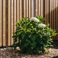 Hortensia - Set van 6 - Hydrangea 'Benxi' - Hoogte 25-40cm - ⌀9cm