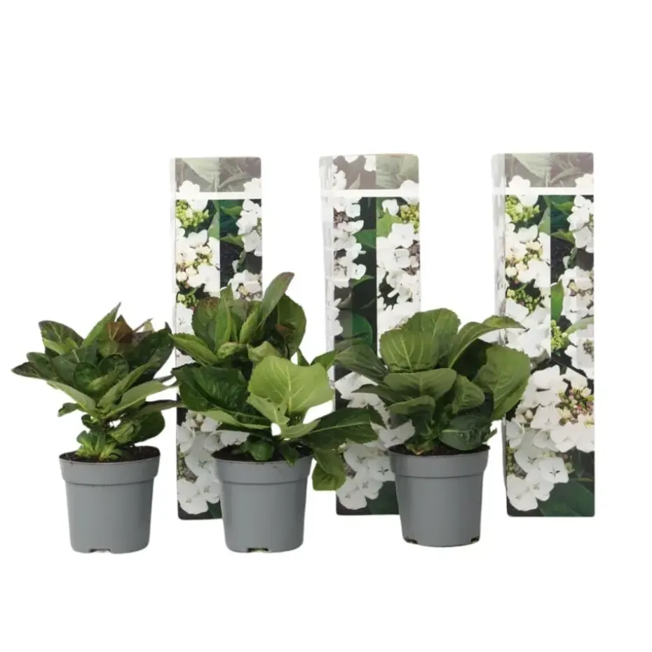 Hortensia - Set van 3 - Hydrangea 'Benxi' - Hoogte 25-40cm - ⌀9cm