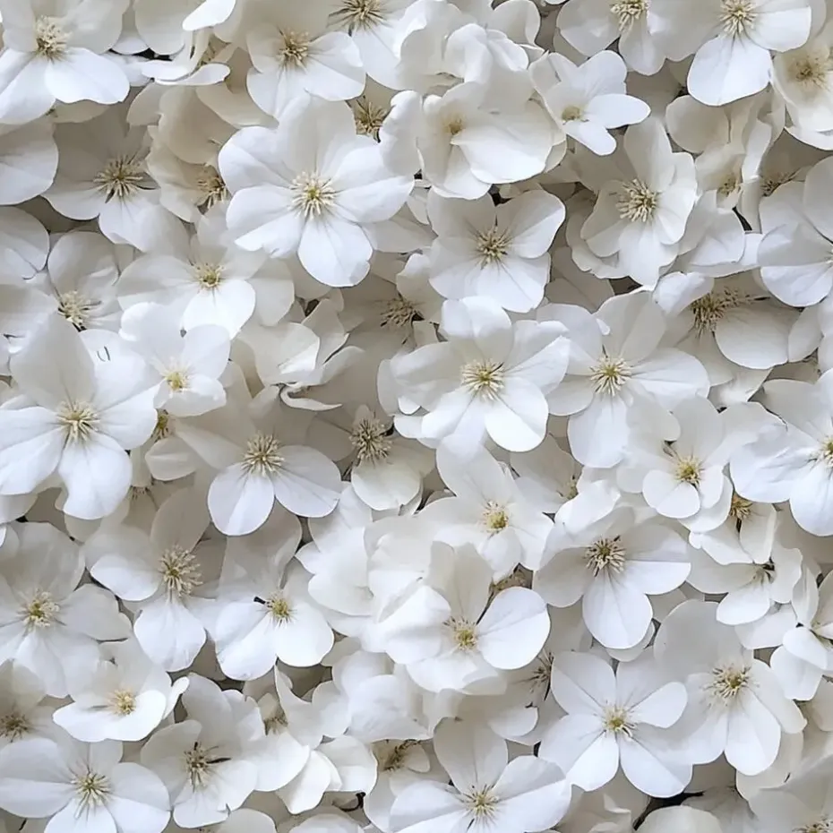 Hortensia - Set van 3 - Hydrangea 'Benxi' - Hoogte 25-40cm - ⌀9cm