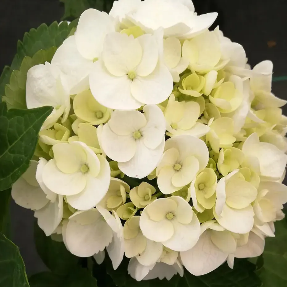 Hortensia - Set van 3 - Hydrangea 'Benxi' - Hoogte 25-40cm - ⌀9cm