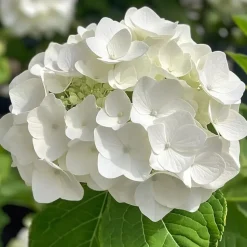 Hortensia - Set van 3 - Hydrangea 'Benxi' - Hoogte 25-40cm - ⌀9cm
