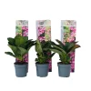 Hortensia - Set van 6 - Hydrangea 'Red Bull' - Hoogte 25-40cm - ⌀9cm