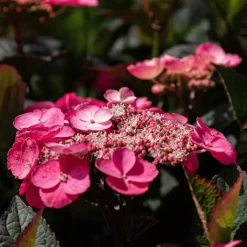 Hortensia - Set van 2 - Hydrangea serrata 'Dare Devil' - Hoogte 19cm