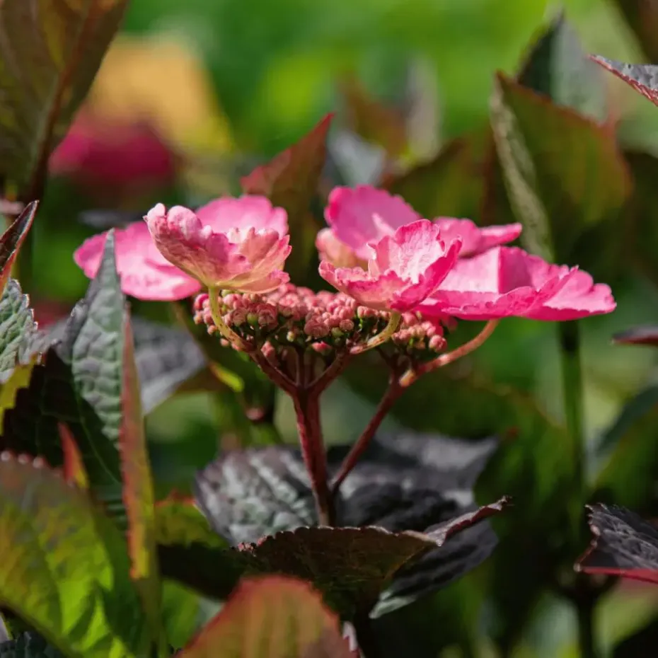 Hortensia - Set van 2 - Hydrangea serrata 'Dare Devil' - Hoogte 19cm