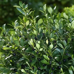 Hulsthaag - Set van 48 - Ilex crenata 'Jenny' - Hoogte 10-20cm - ⌀9cm
