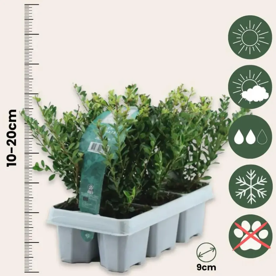 Hulsthaag - Set van 12 - Ilex crenata 'Jenny' - Hoogte 10-20cm - ⌀9cm