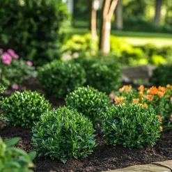 Hulsthaag - Set van 12 - Ilex crenata 'Jenny' - Hoogte 10-20cm - ⌀9cm