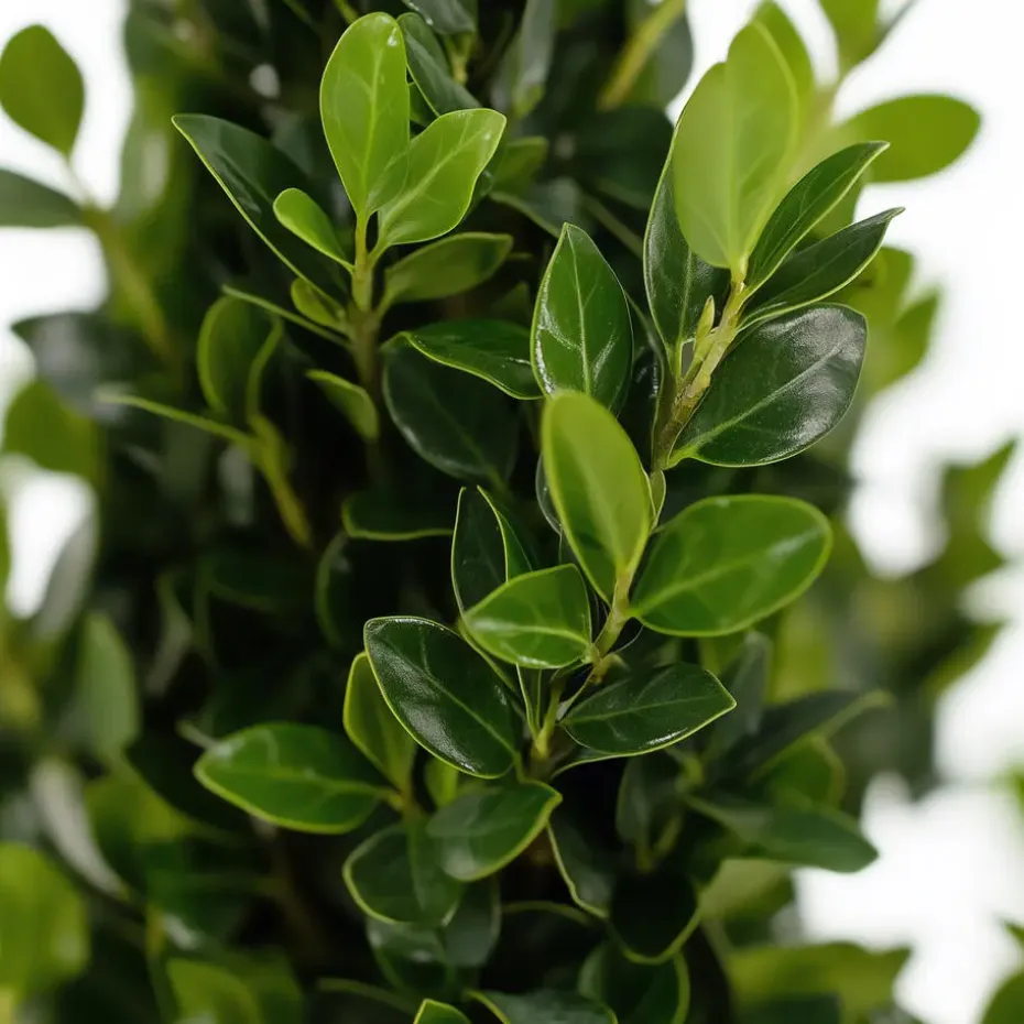 Hulsthaag - Set van 12 - Ilex crenata 'Jenny' - Hoogte 10-20cm - ⌀9cm