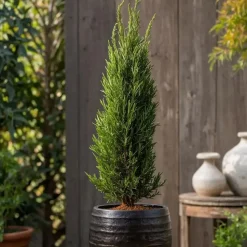 Italiaanse Cipres - Cupressus sempervirens - Hoogte 70-80cm - ⌀19cm