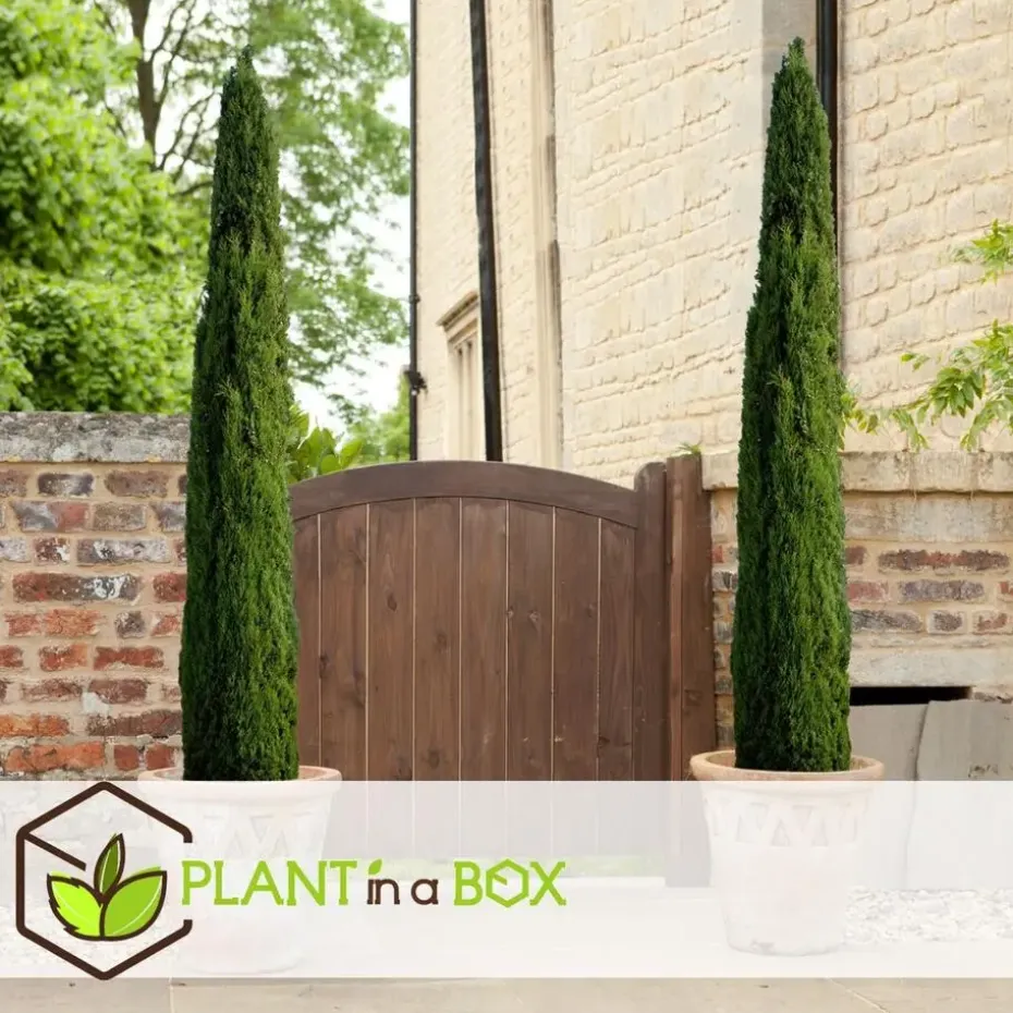 Italiaanse Cipres - Cupressus sempervirens - Hoogte 70-80cm - ⌀19cm