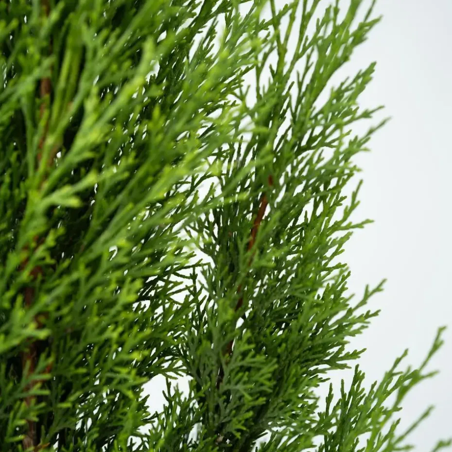 Italiaanse cipres - Set van 2 - Cupressus sempervirens - Hoogte 70-80cm - ⌀19cm