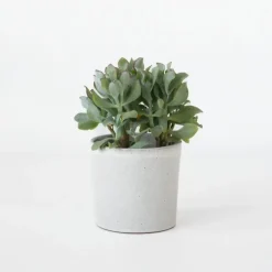 Jadeplant - Crassula arborescens 'Curly' - Hoogte 15-25 cm - Pot 12 c