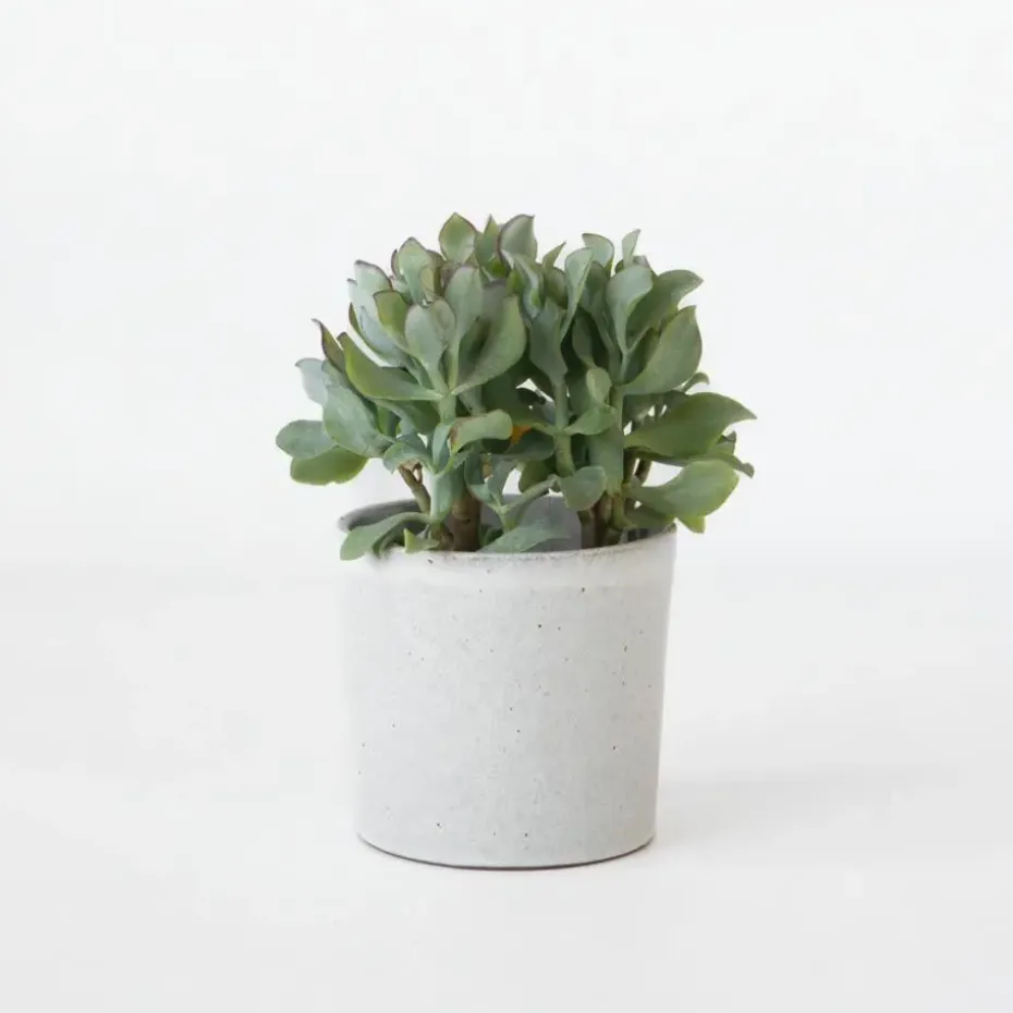 Jadeplant - Crassula arborescens 'Curly' - Hoogte 15-25 cm - Pot 12 c