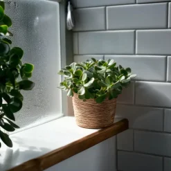 Jadeplant - Crassula arborescens 'Curly' - Hoogte 15-25 cm - Pot 12 c