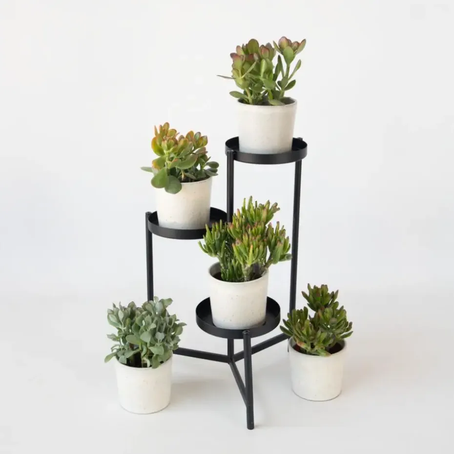 Jadeplant - Crassula arborescens 'Curly' - Hoogte 15-25 cm - Pot 12 c