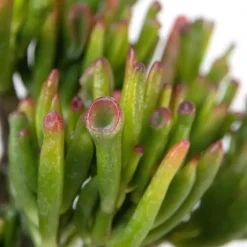 Jadeplant - Crassula ovata 'Hobbit' - Hoogte 10-20cm - ⌀12cm